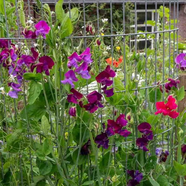 Fleurs - Pois de Senteur Varié - BIO - face recto